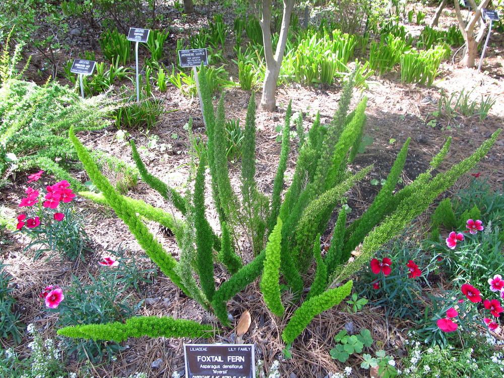 Photo of Foxtail Fern (Asparagus densiflorus 'Myers') uploaded by jmorth