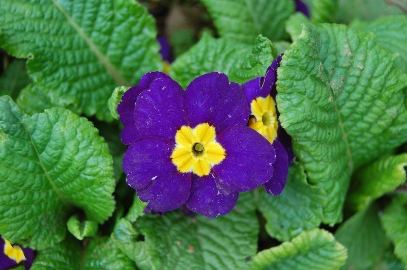 Photo of Primroses (Primula) uploaded by pixie62560