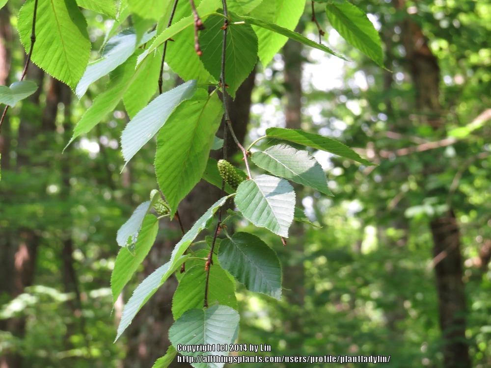 Photo of River Birch (Betula nigra) uploaded by plantladylin