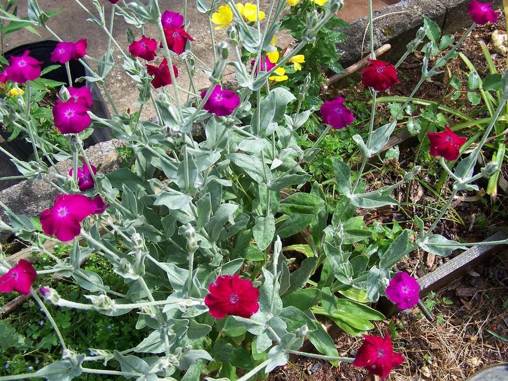 Photo of Rose Campion (Silene coronaria) uploaded by chickhill