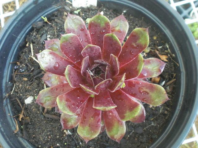 Photo of Sempervivum uploaded by Cahac