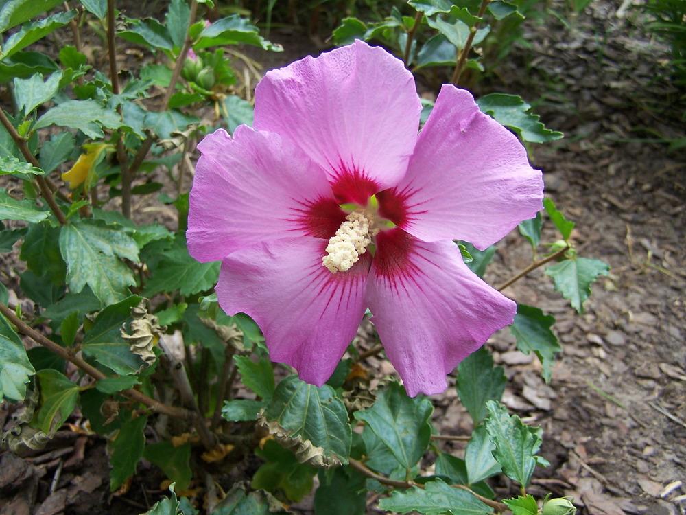 Photo of Roses of Sharon (Hibiscus syriacus) uploaded by petruske