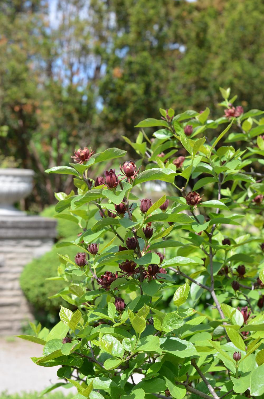 Photo of Carolina Allspice (Calycanthus floridus) uploaded by Anne