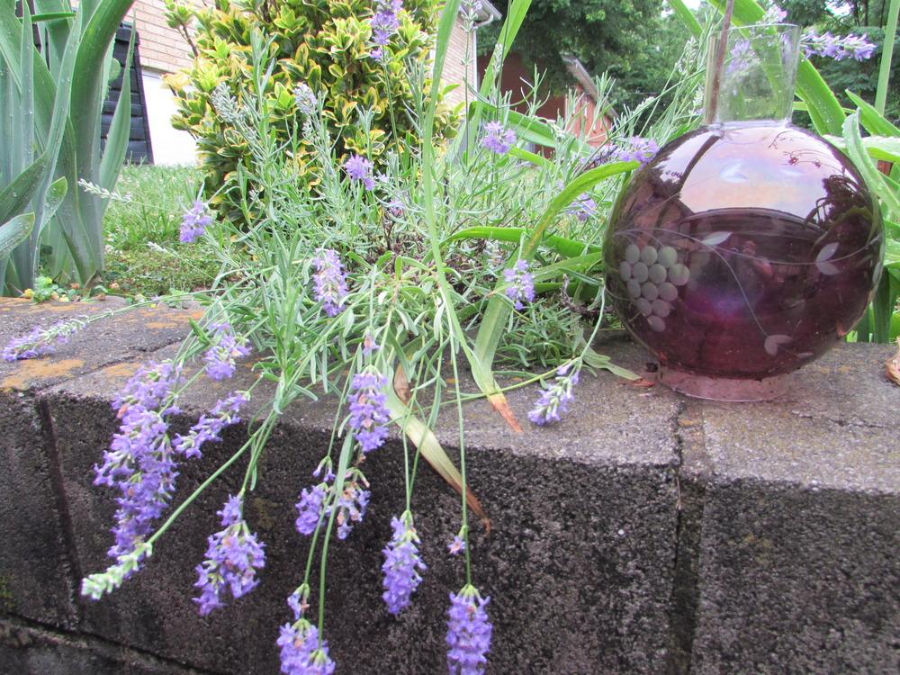 Photo of English Lavender (Lavandula angustifolia) uploaded by SongofJoy