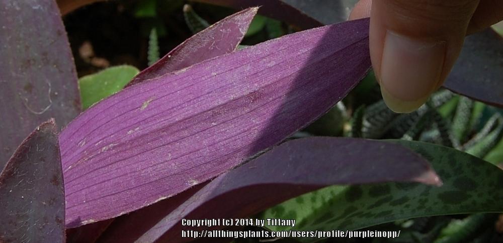 Photo of Purple Heart (Tradescantia pallida) uploaded by purpleinopp