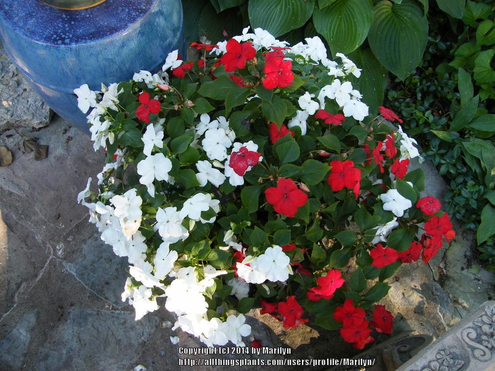 Photo of Impatiens uploaded by Marilyn