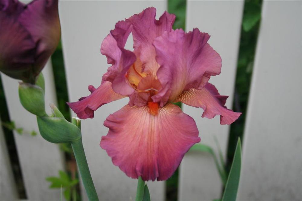 Photo of Tall Bearded Iris (Iris 'Lady Friend') uploaded by KentPfeiffer