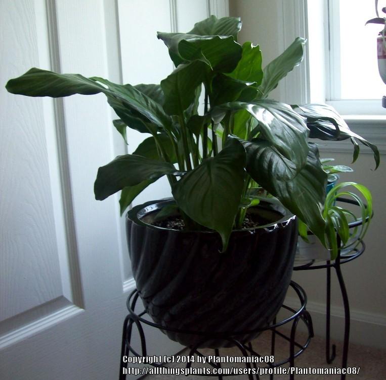 Photo of Peace Lilies (Spathiphyllum) uploaded by Plantomaniac08