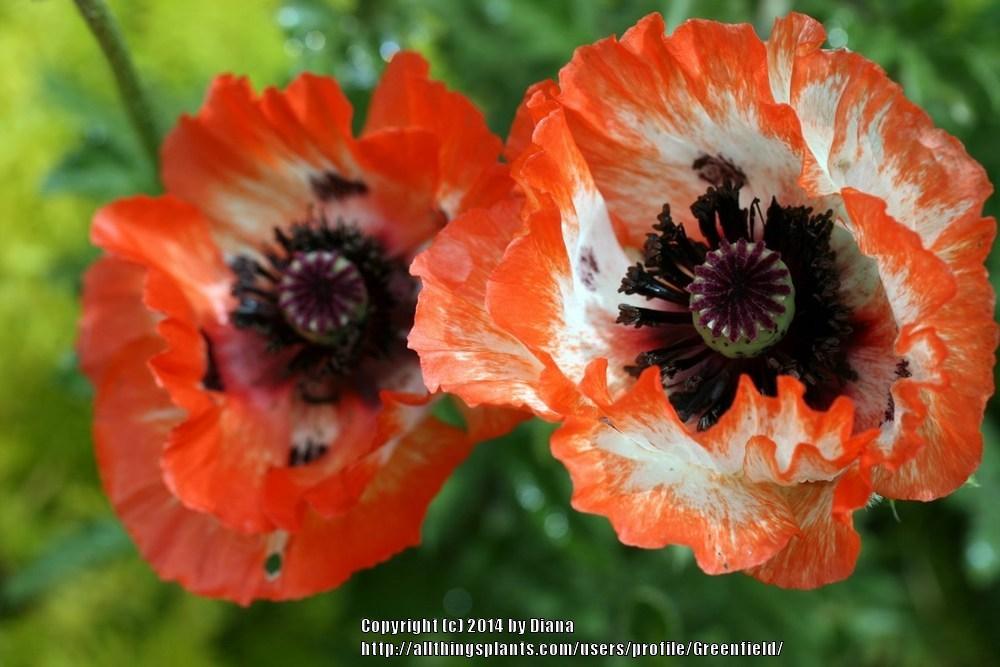 Poppies Plant Care and Collection of Varieties