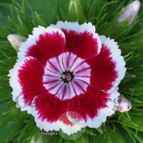Dianthus Plant Care and Collection of Varieties
