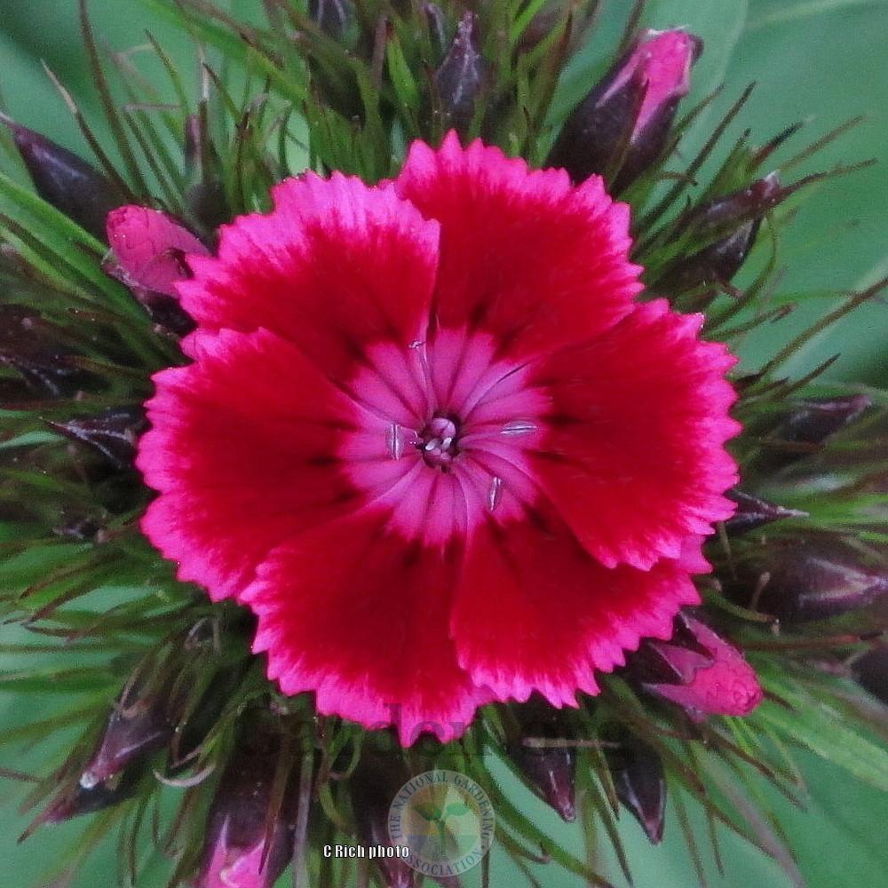 Dianthus Plant Care and Collection of Varieties
