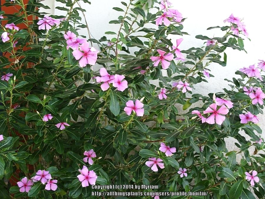 Photo of Vinca (Catharanthus roseus) uploaded by bonitin