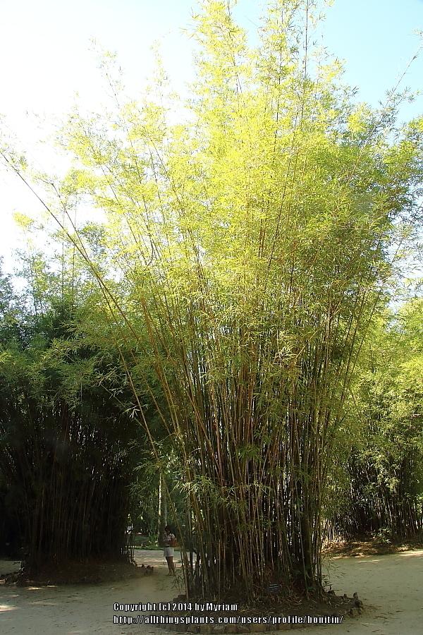 Photo of Hedge Bamboo (Bambusa multiplex) uploaded by bonitin