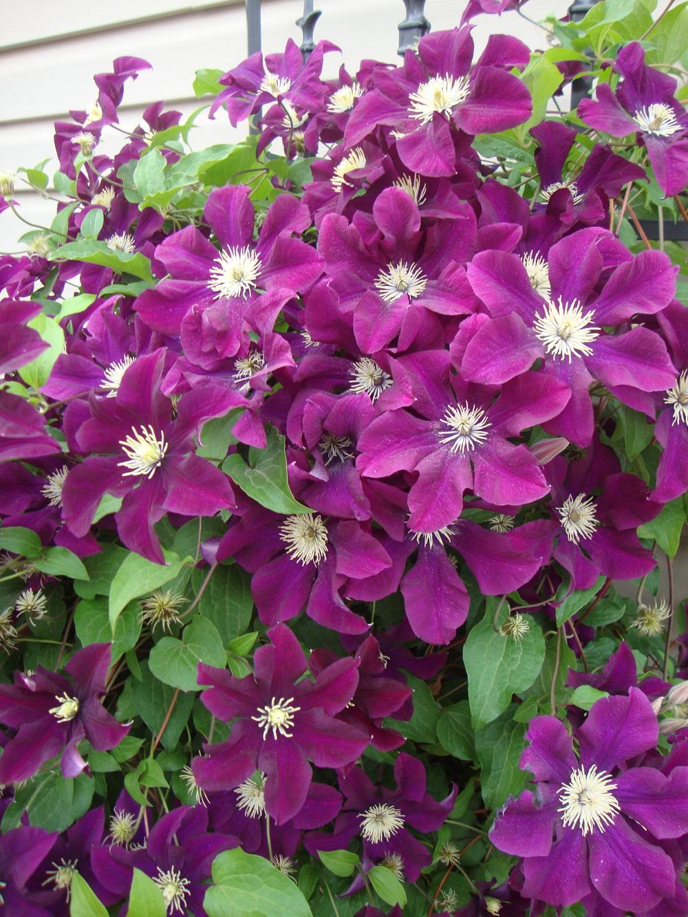 Photo of Clematis uploaded by Paul2032
