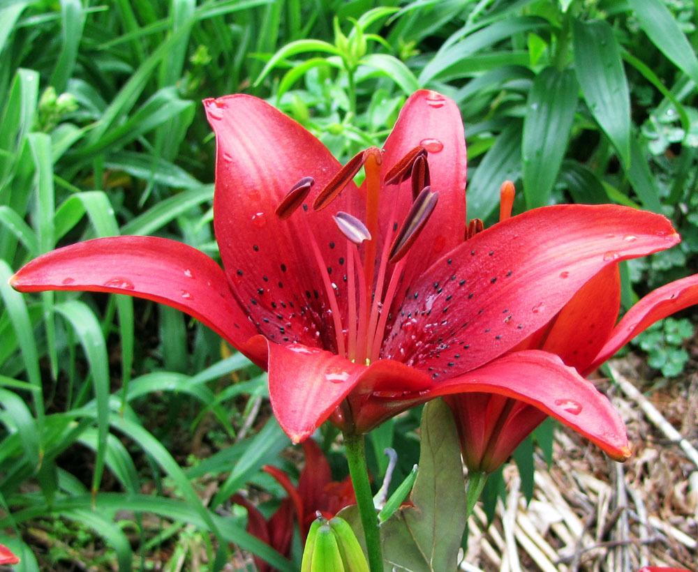 Photo of Lilies (Lilium) uploaded by TBGDN