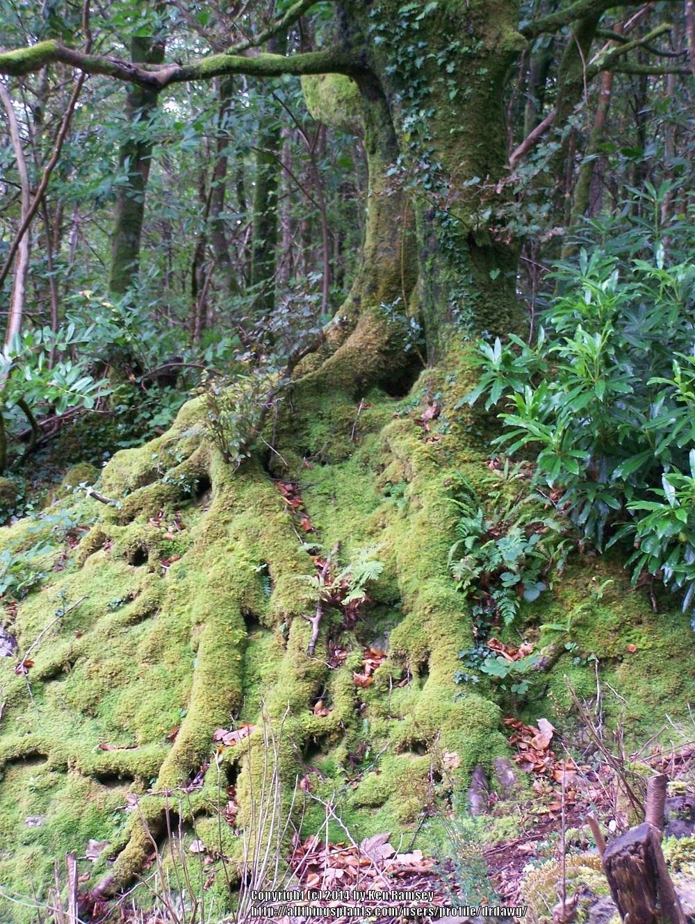 Photo of Sphagnum Moss (Sphagnum cymbilifolium) uploaded by drdawg