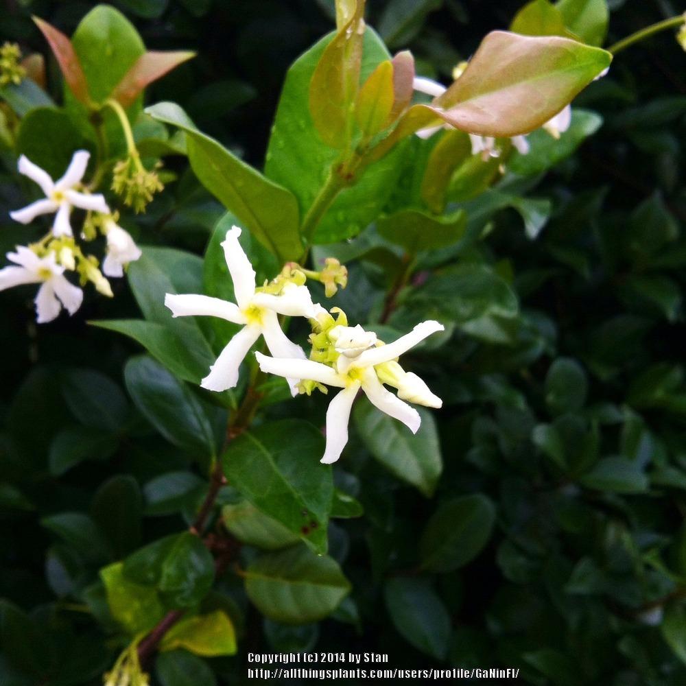 Photo of Star Jasmine (Trachelospermum jasminoides) uploaded by GaNinFl