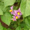 Flowers on "Red Gold" potato plant