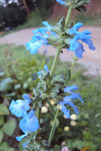 Photo of Blue Sage (Salvia azurea) uploaded by poisondartfrog