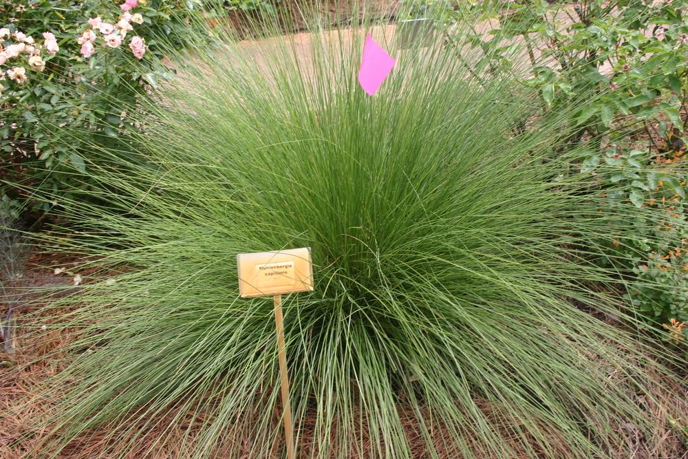 Photo of Pink Muhly Grass (Muhlenbergia capillaris) uploaded by jon