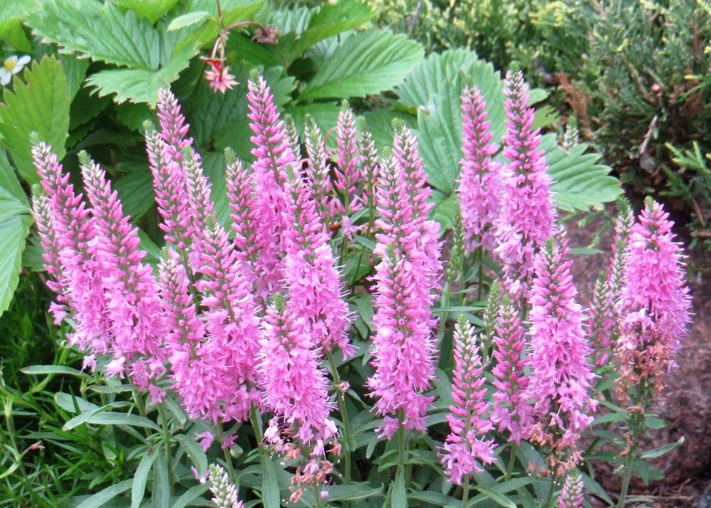 Veronicas Plant Care and Collection of Varieties