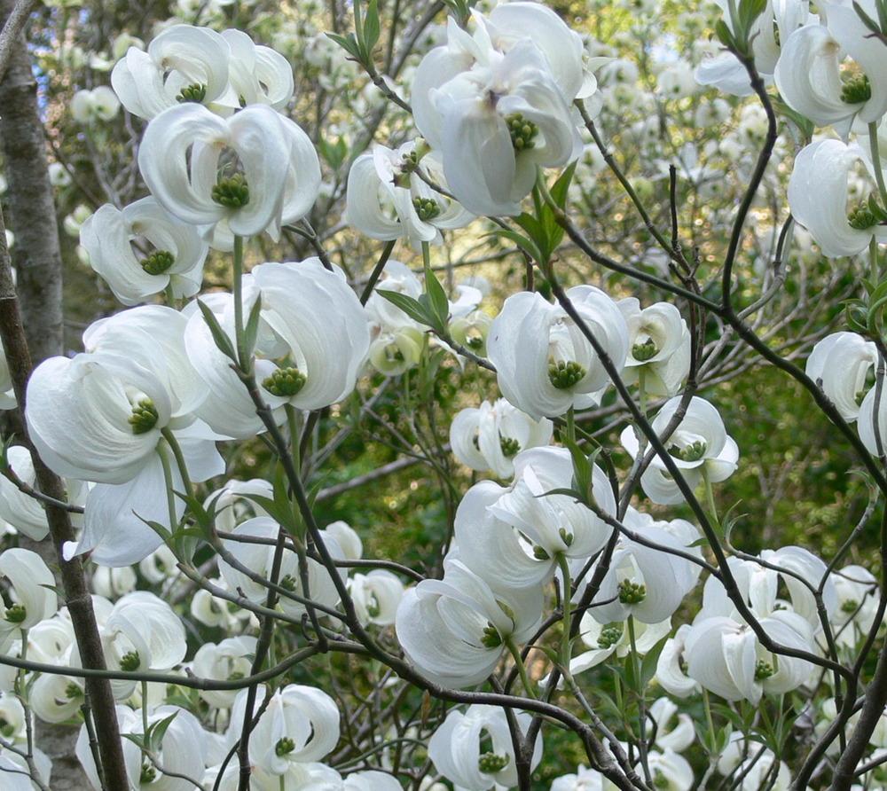 Dogwoods Plant Care and Collection of Varieties