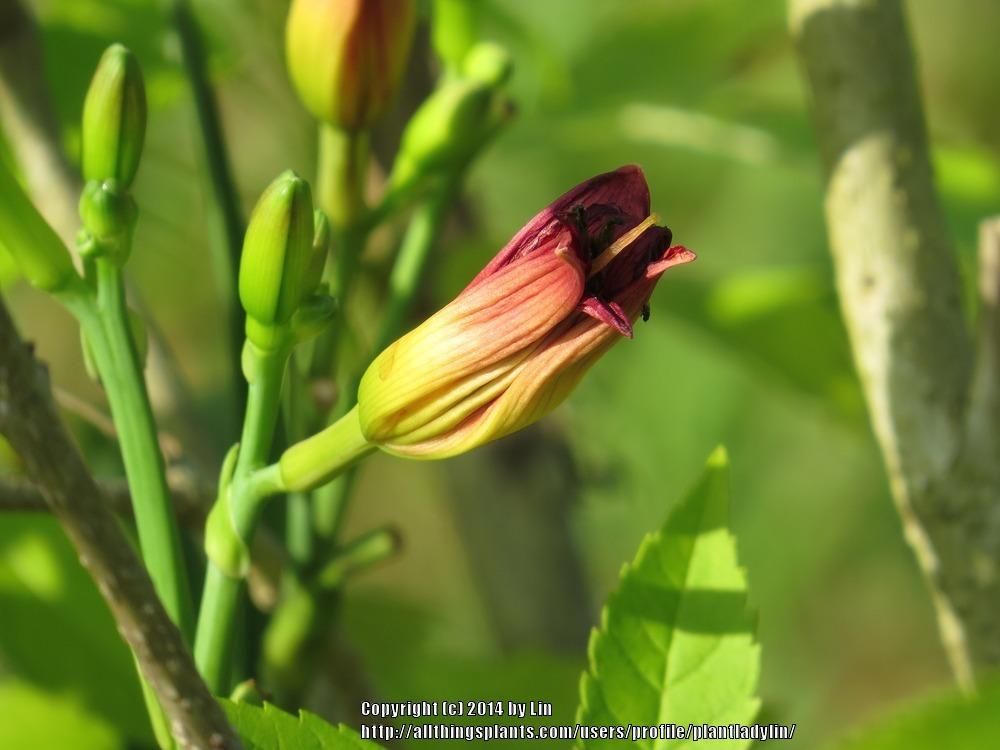 Photo of Daylilies (Hemerocallis) uploaded by plantladylin