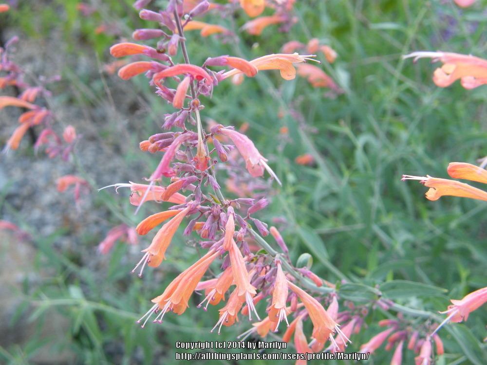 Photo of Orange Hummingbird Mint (Agastache aurantiaca 'Shades of Orange') uploaded by Marilyn