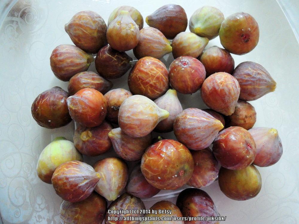 Photo of Figs (Ficus carica) uploaded by piksihk