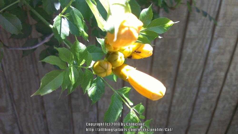 Photo of Trumpet Vine (Campsis radicans) uploaded by Cat