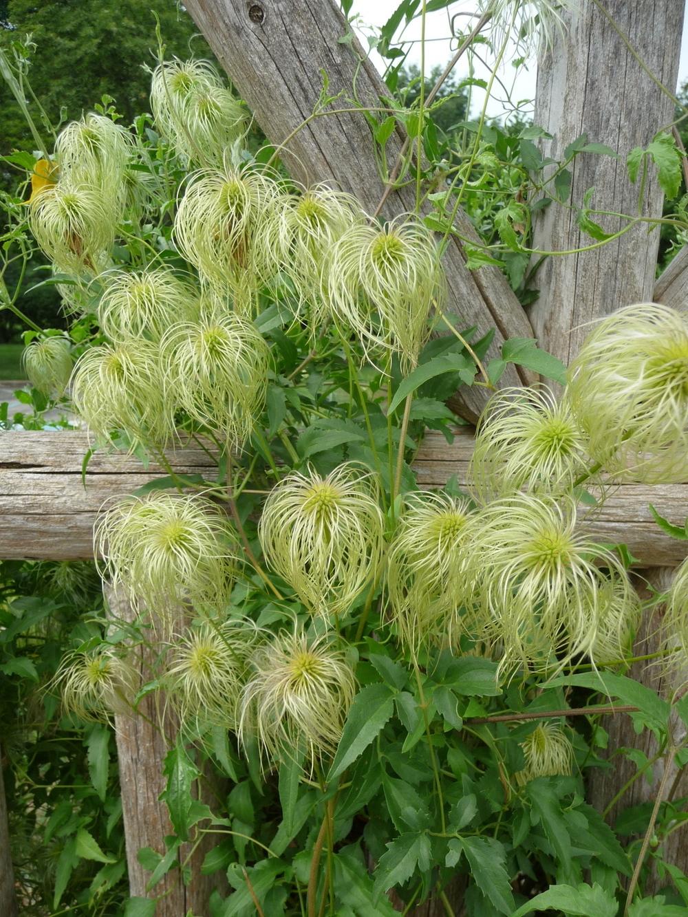 Photo of Clematis uploaded by gardengus