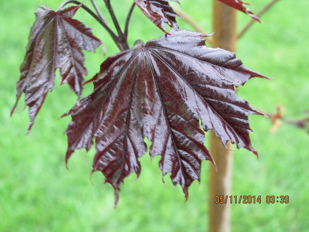 Photo of Norway Maple (Acer platanoides 'Crimson King') uploaded by Catsyjohn