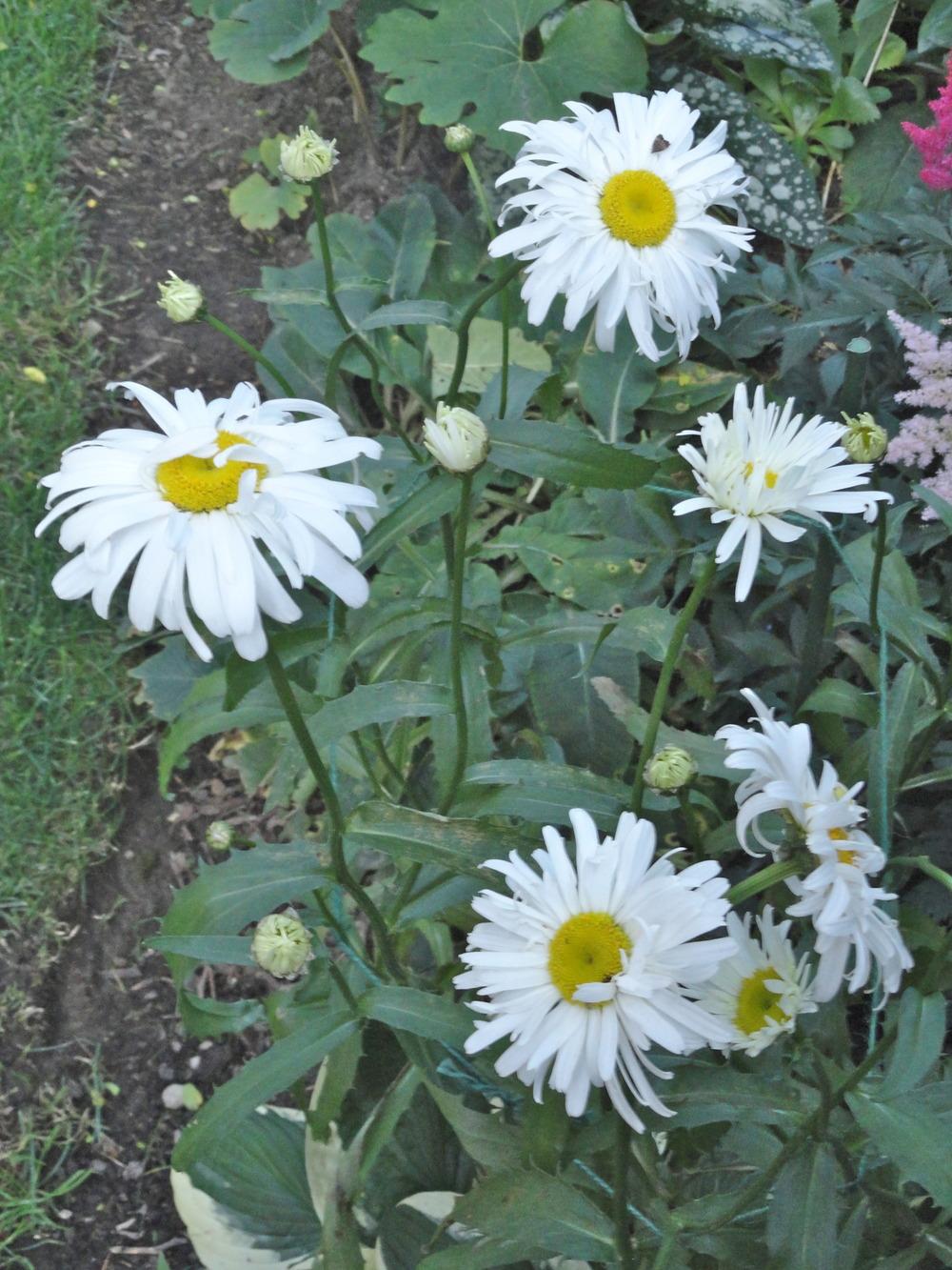 Photo of Shasta Daisy (Leucanthemum x superbum 'Crazy Daisy') uploaded by SunnyBorders