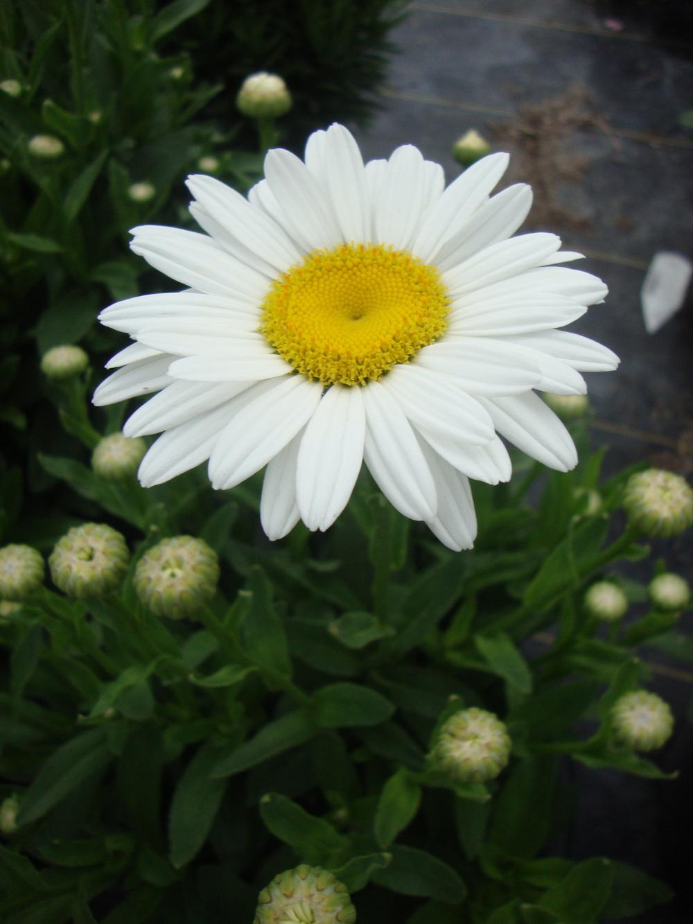 Photo of Shasta Daisy (Leucanthemum x superbum 'Becky') uploaded by Paul2032