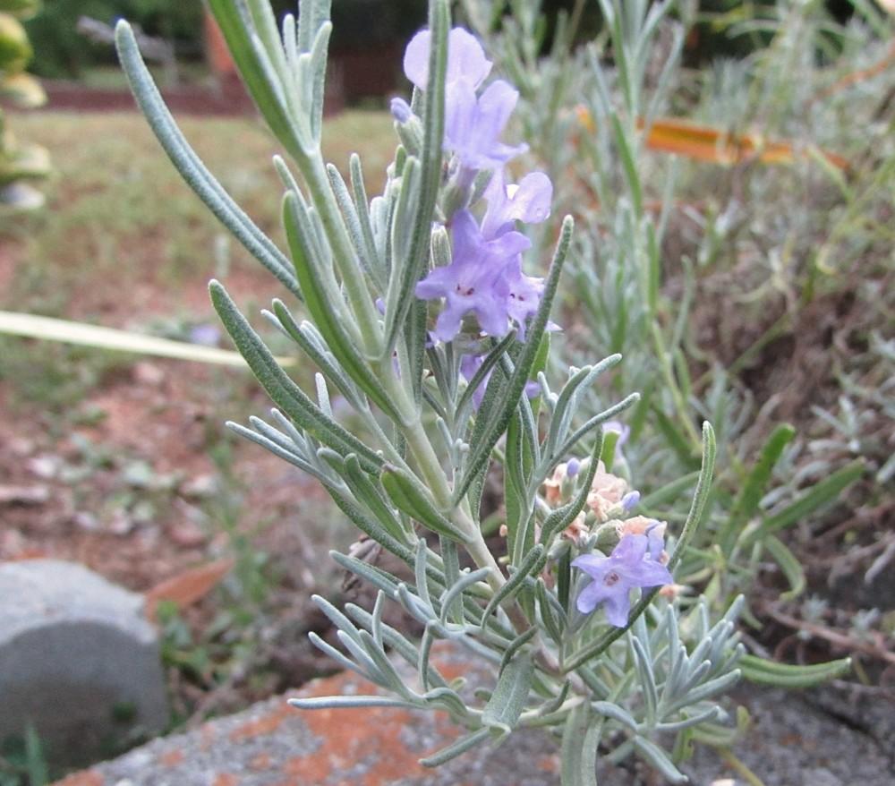 Photo of English Lavender (Lavandula angustifolia) uploaded by SongofJoy