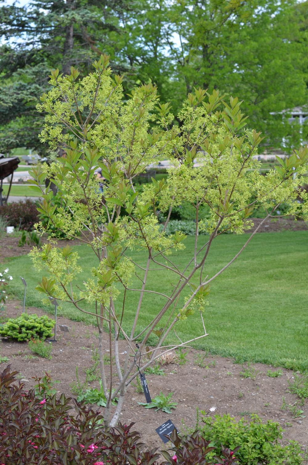 Photo of Fringe Tree (Chionanthus virginicus) uploaded by Anne