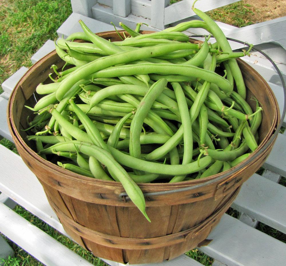 Photo of Common Bean (Phaseolus vulgaris 'Contender') uploaded by TBGDN