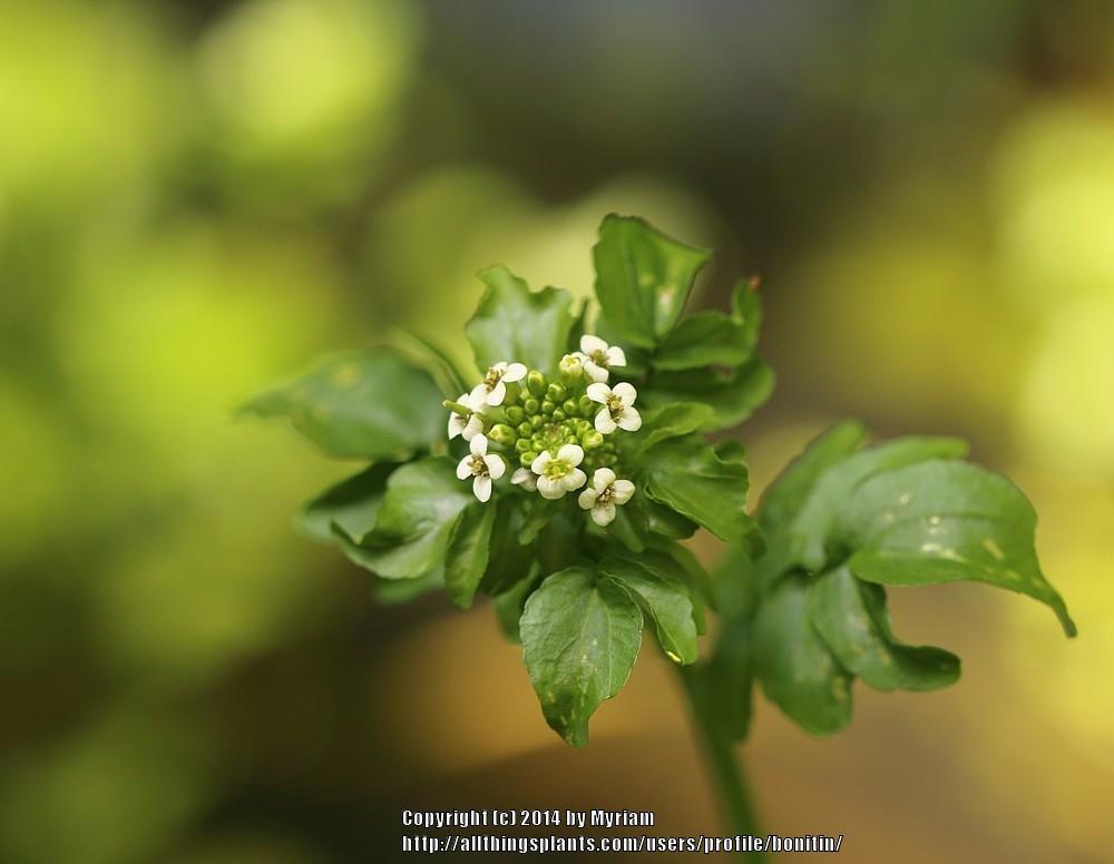 Photo of Watercress (Nasturtium officinale) uploaded by bonitin