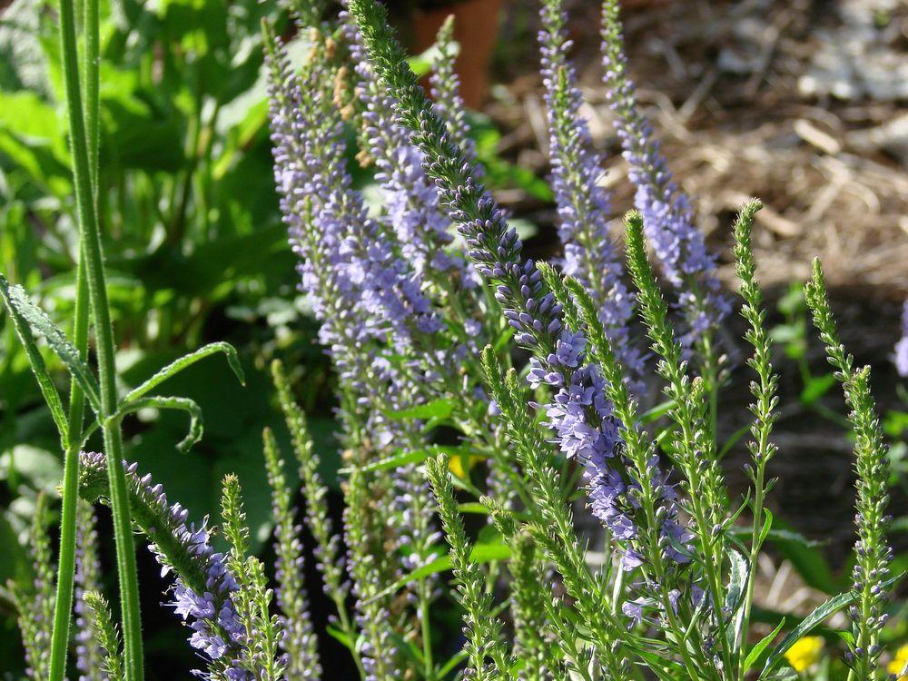 Photo of Spike Speedwell (Veronica spicata) uploaded by Joy