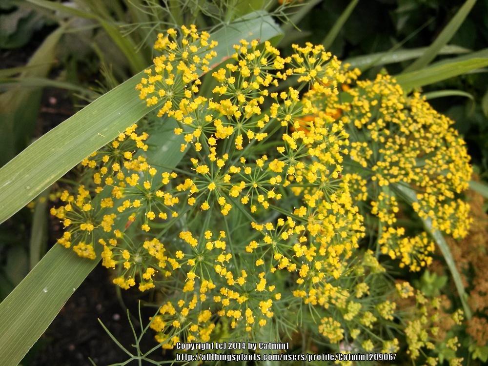 Photo of Dill (Anethum graveolens 'Fernleaf') uploaded by Catmint20906