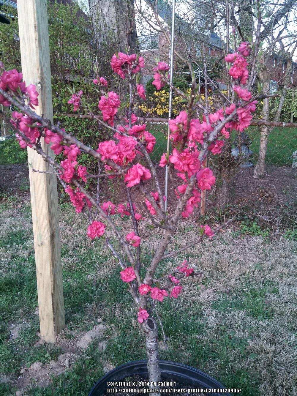 Photo of Peaches (Prunus persica) uploaded by Catmint20906