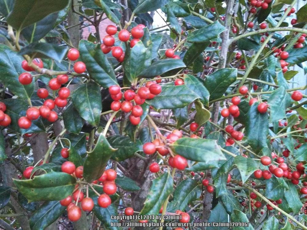 Photo of Holly (Ilex 'Nellie R. Stevens') uploaded by Catmint20906