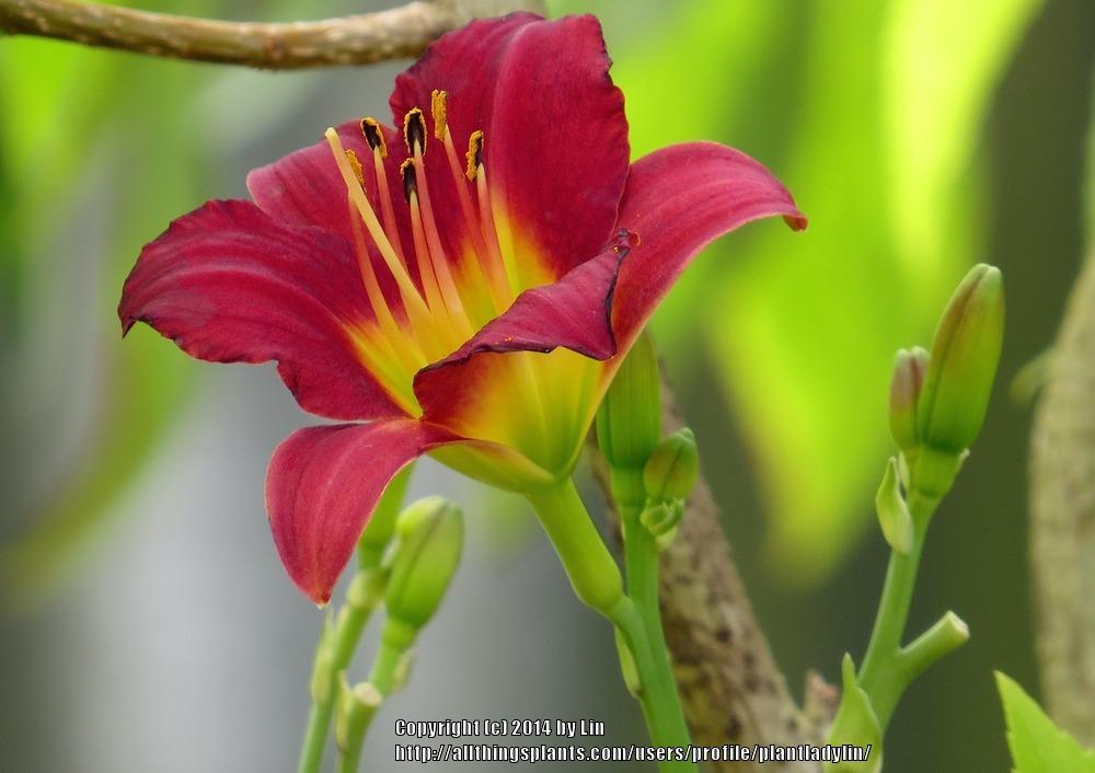 Photo of Daylilies (Hemerocallis) uploaded by plantladylin