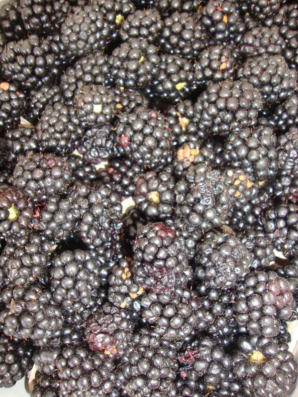 Photo of Thornless Blackberry (Rubus 'Navaho') uploaded by Paul2032