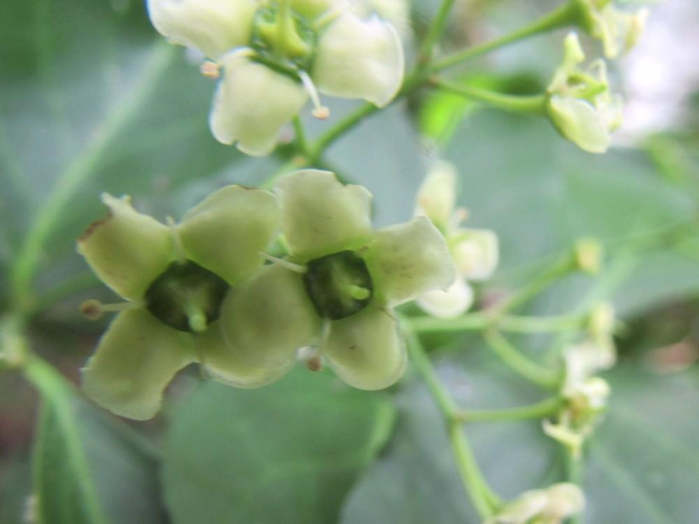 Photo of Winter Creeper (Euonymus fortunei) uploaded by SongofJoy