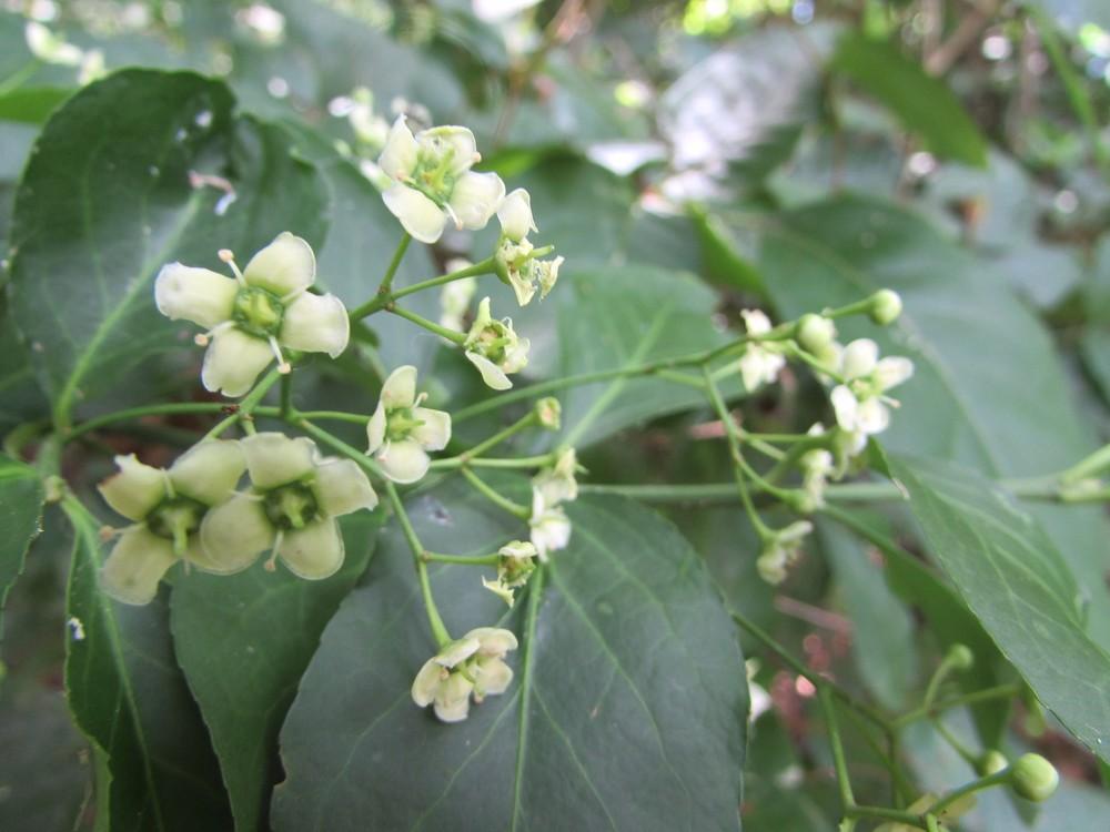 Photo of Winter Creeper (Euonymus fortunei) uploaded by SongofJoy