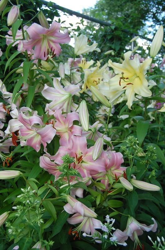 Photo of Lilies (Lilium) uploaded by pixie62560