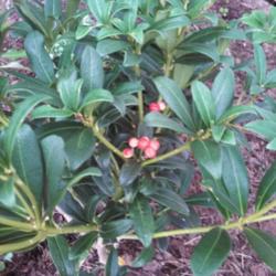 Location: Silver Spring, MD
Date: 2013-10-03
Skimmia cultivar which contains both female fruit and male flower