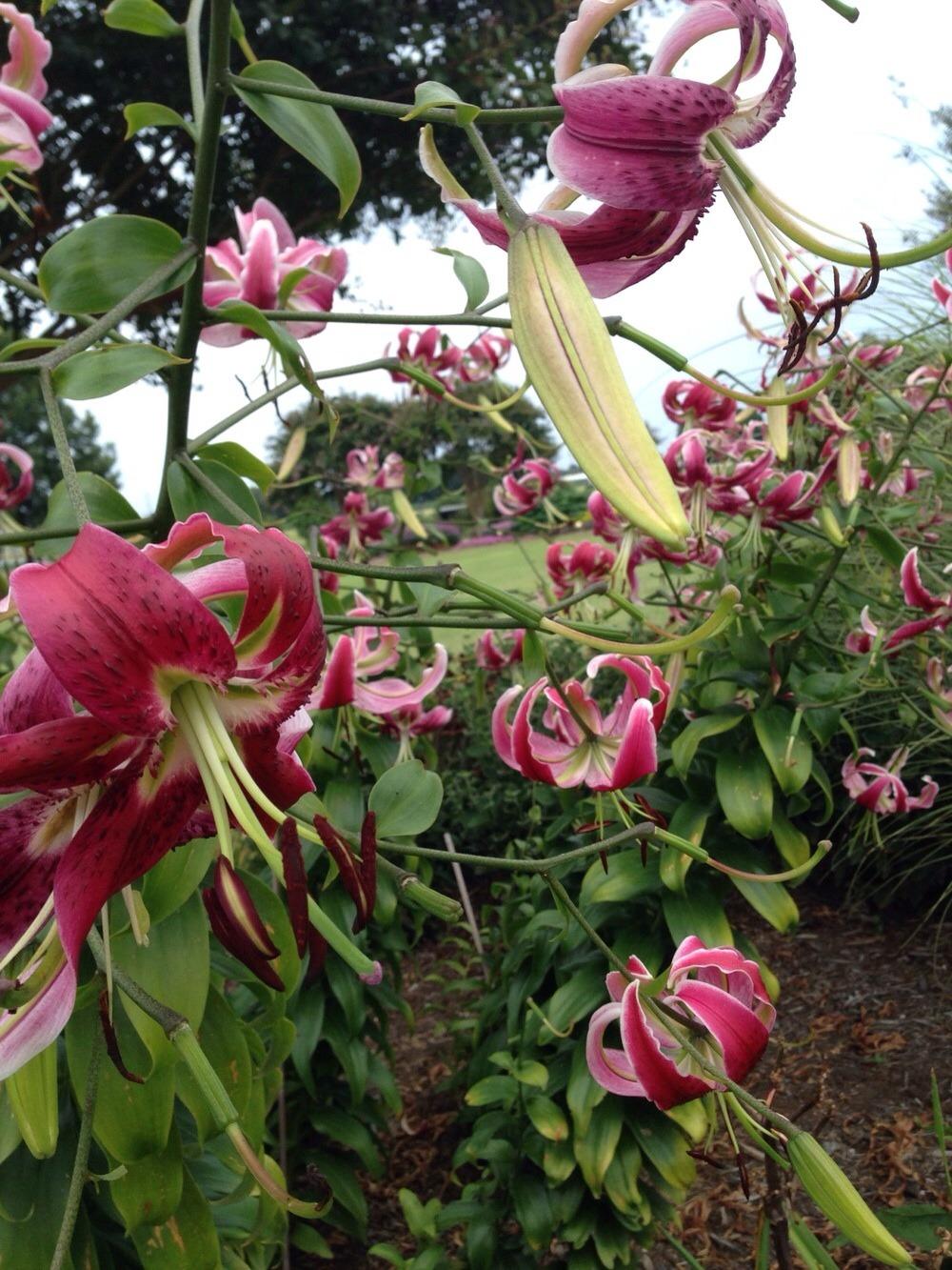 Photo of Lily (Lilium 'Black Beauty') uploaded by clintbrown