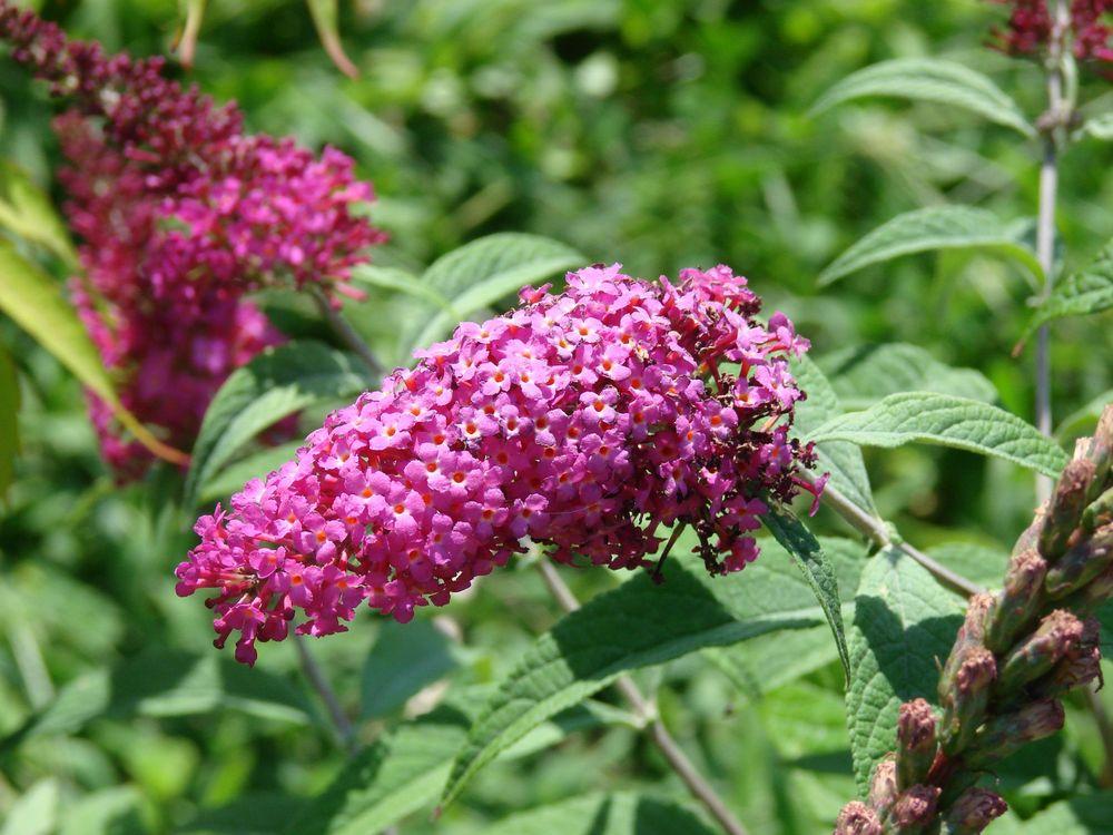 Butterfly Bushes Plant Care and Collection of Varieties